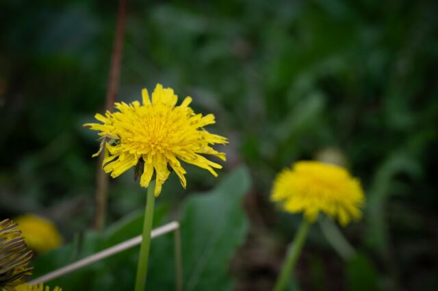 Great Country Farms - Wildflowers 3