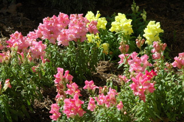 Spring flowers 1