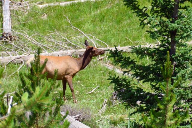 Elk through the trees