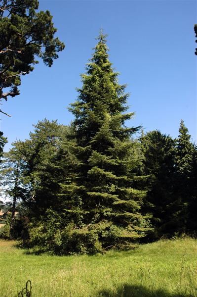 Eastnor Christmas Tree