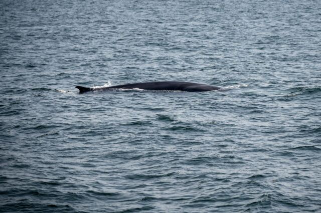 Cape Cod fin whales 14