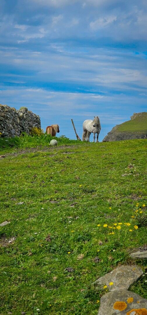 The Shetland Pony Experience 04