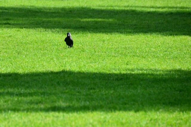 warwick-castle-staring-contest