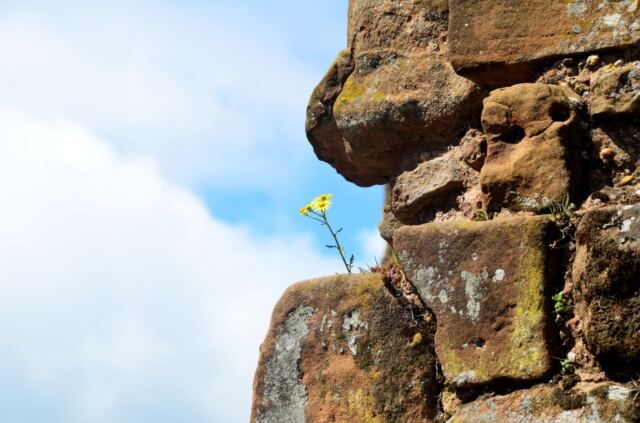 Kenilworth flower on ruins