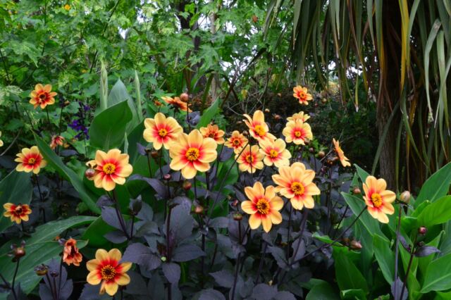 Cotswold Wildlife Park - flowers (2)