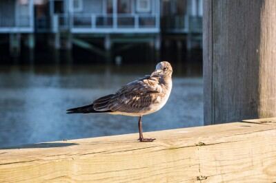 Nantucket seagull