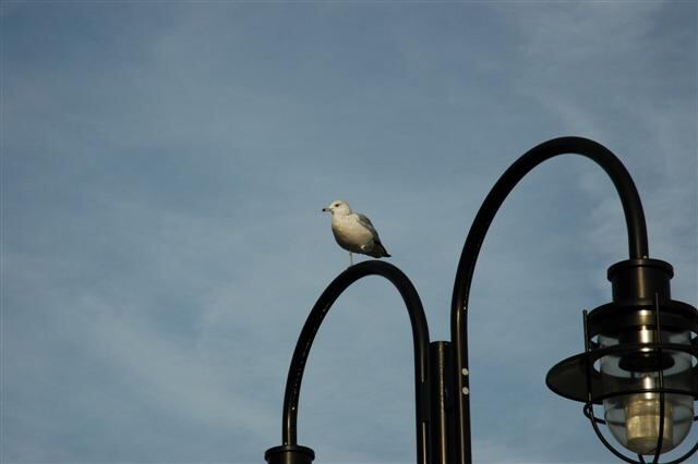 One-legged seagull