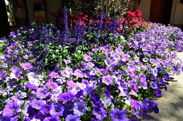 Beaver Creek flowers (2)