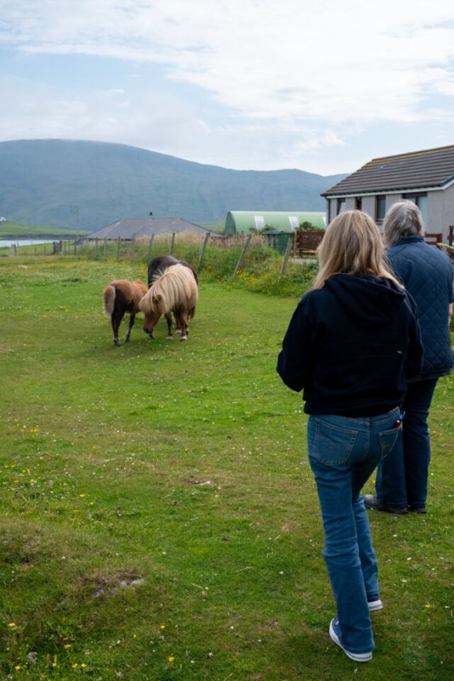 The Shetland Pony Experience 32
