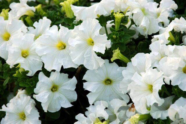 Jackson Square flowers (5)