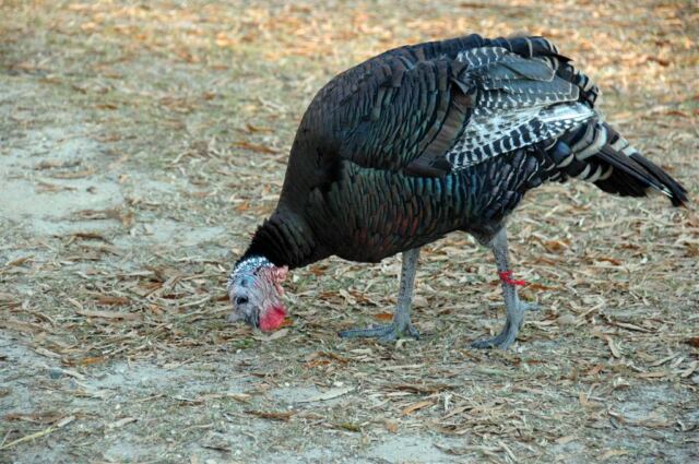 Gobble
