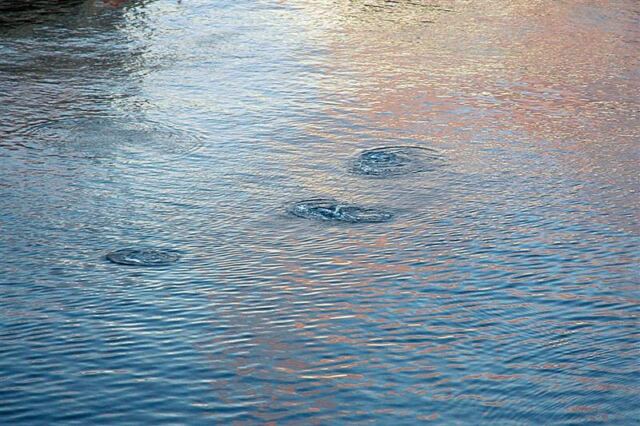 Fish jump!