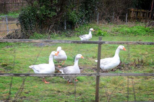 Geese!