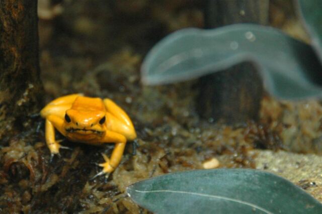 Poisonous frog
