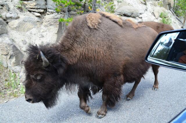 Bison Encounter (11)