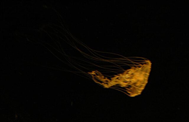 Jellyfish (2)