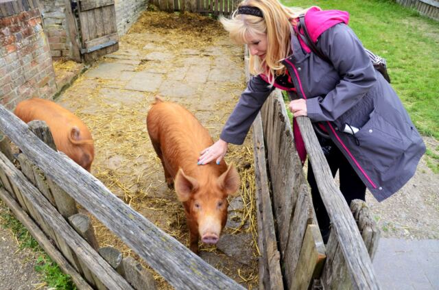 leann-pets-a-pig