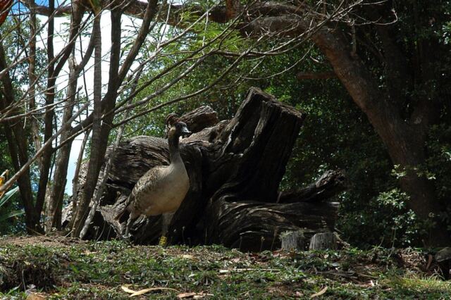 Nenes in the bushes (2)