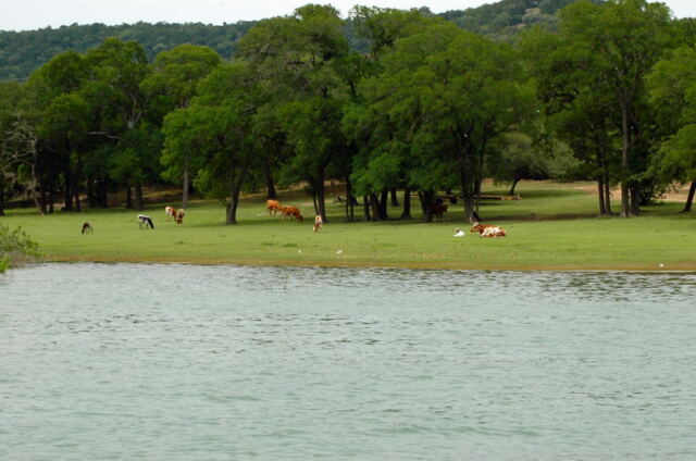 longhorns-in-the-cove-2-
