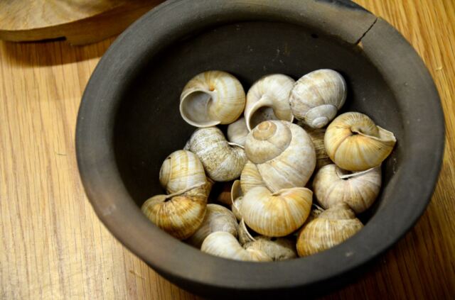 Roman Snail shells