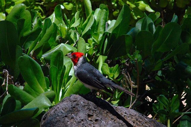Colorful bird (2)