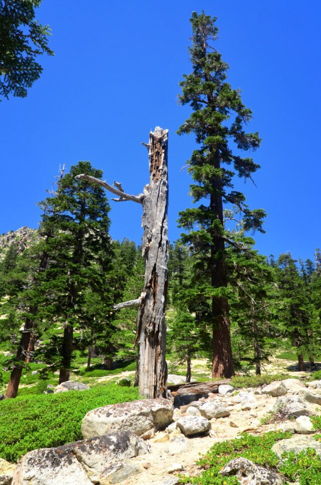 Angora Lake trail 06