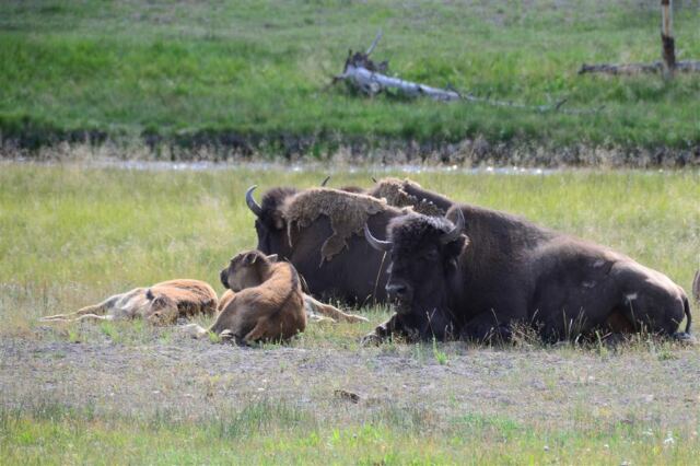 Yellowstone bison in a roadside rest stop (8)