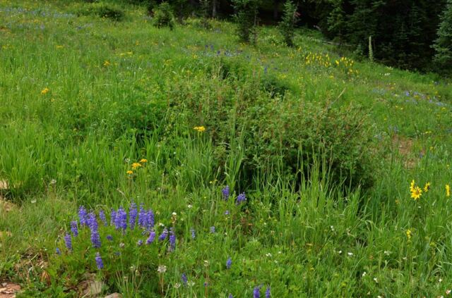 It's wildflower season