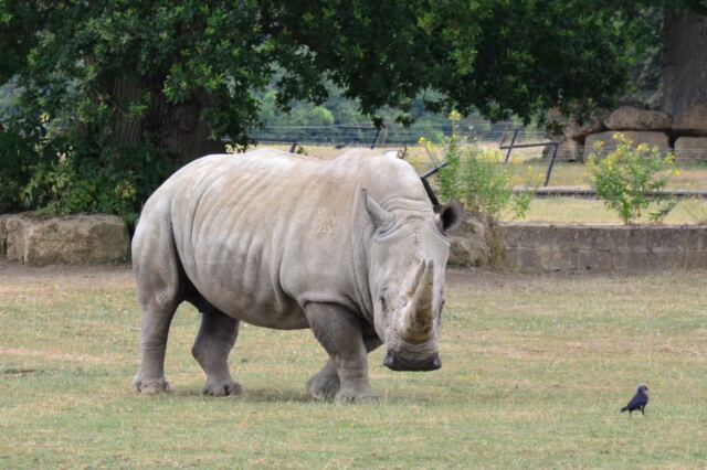 Cotswold Wildlife Park - rhinos (5)
