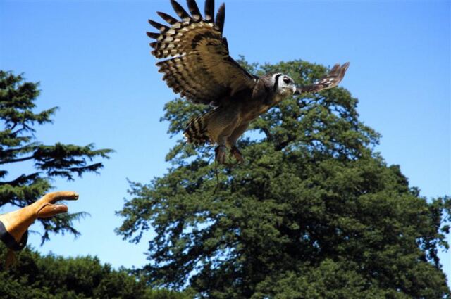 Warwick bird show - owl (4)