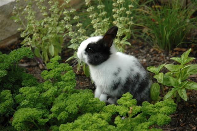 oreo-loves-the-herb-garden-