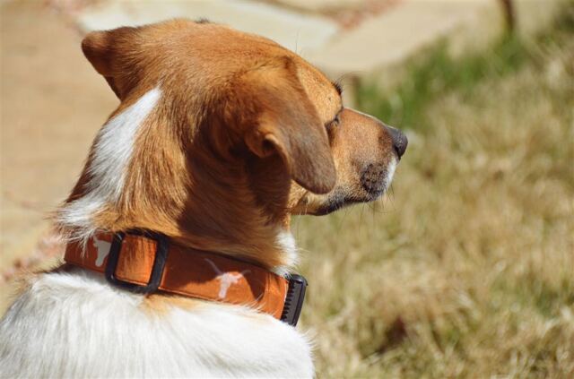 pippa-staring-at-the-greenbelt-again