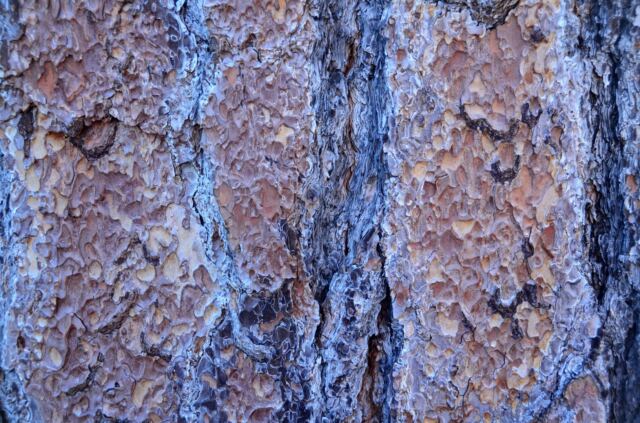Pine tree bark details
