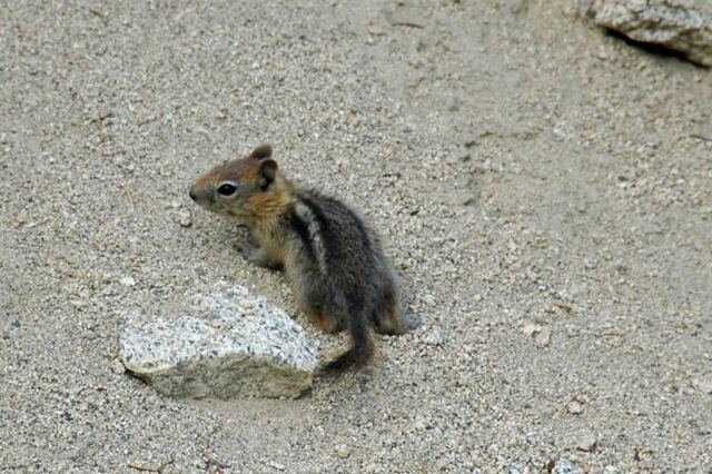 Random chipmunk