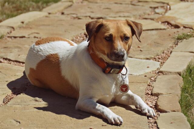 pippa-in-the-sun