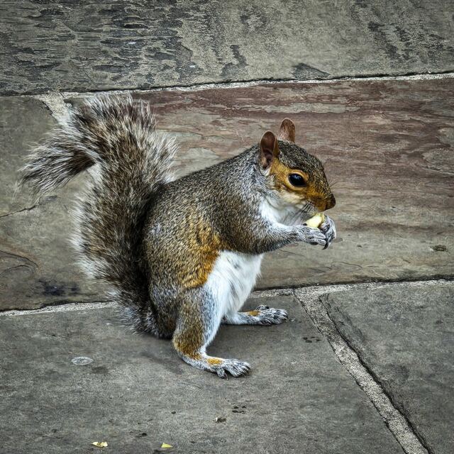 Tower squirrel