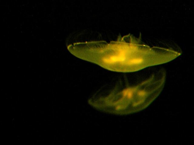 Jellyfish (5)