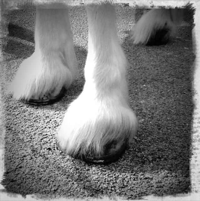 Fuzzy Horse Feet