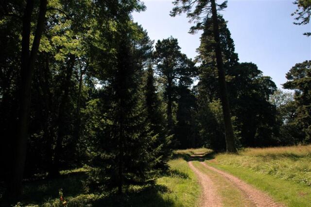 Eastnor forest walk