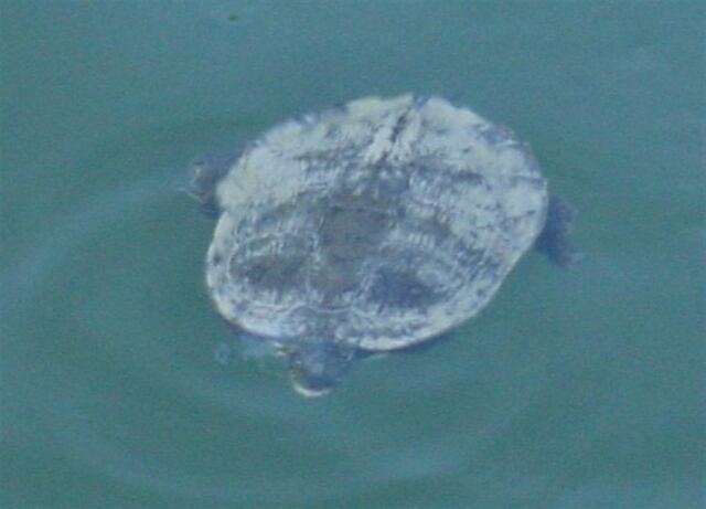 turtle-1-