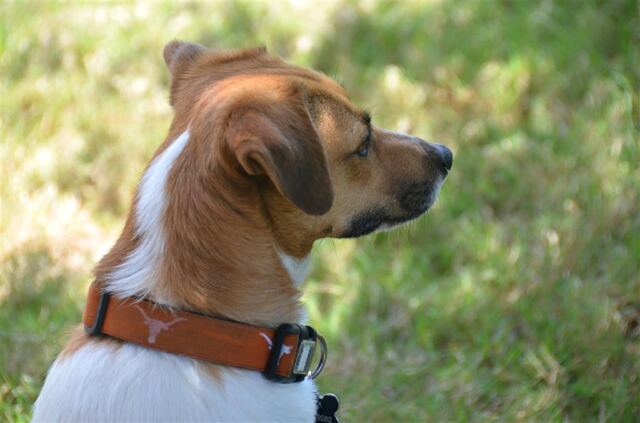 pippa-already-planning-next-time