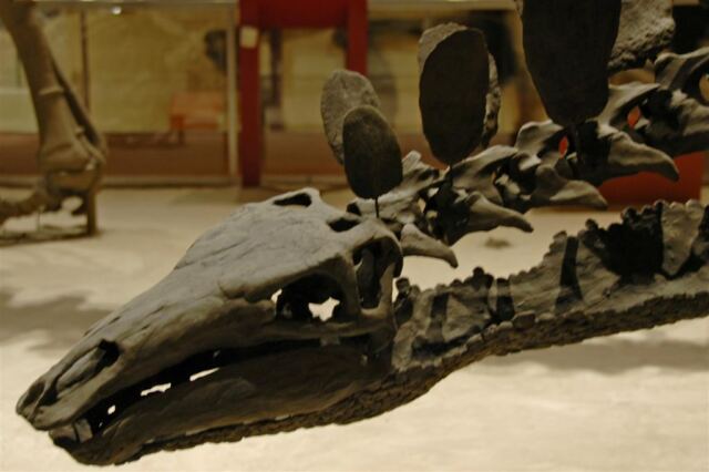 Stegosaurus skeleton