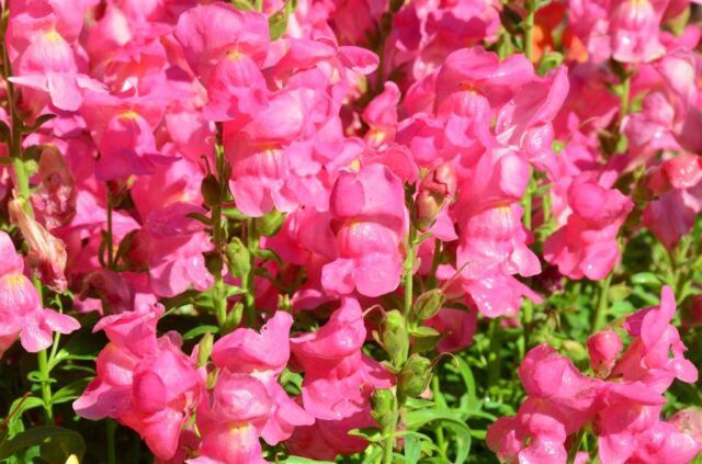 Rustic Inn - flowers (10)