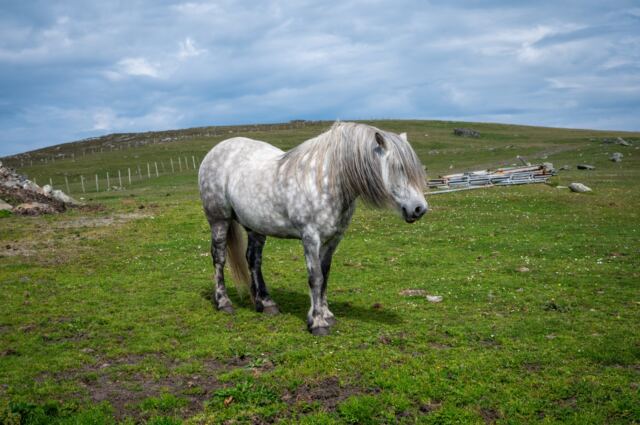 The Shetland Pony Experience 08