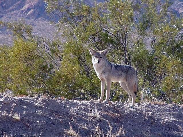 coyote-6