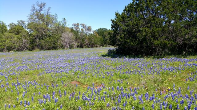 Willow Loop bluebonnet field 1