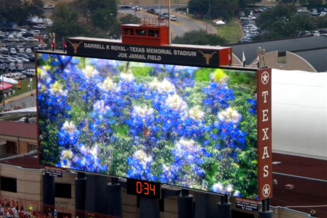 Bluebonnets