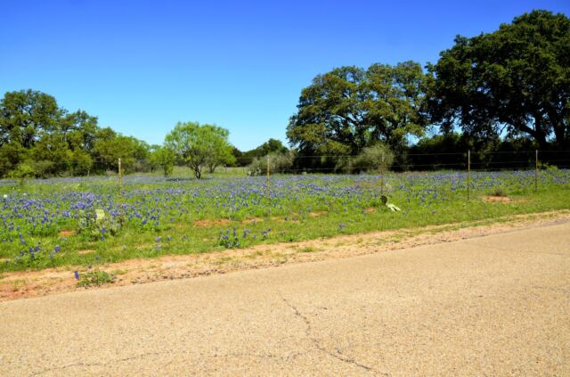 Willow Loop bluebonnet field 4