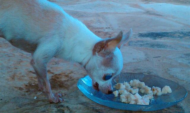 nina-enjoys-some-chicken-on-the-back-patio
