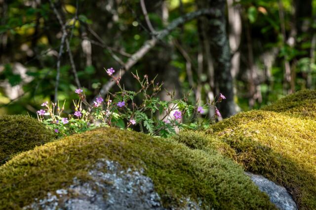 Moss and flowers